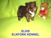 ELVIS, a male Pomeranian for sale in Paris, MO – Photo 2 of 10