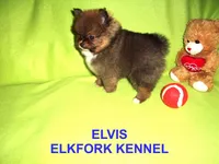 ELVIS, a male Pomeranian for sale in Paris, MO – Photo 4 of 10