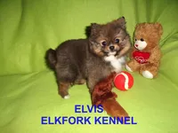 ELVIS, a male Pomeranian for sale in Paris, MO – Photo 3 of 10