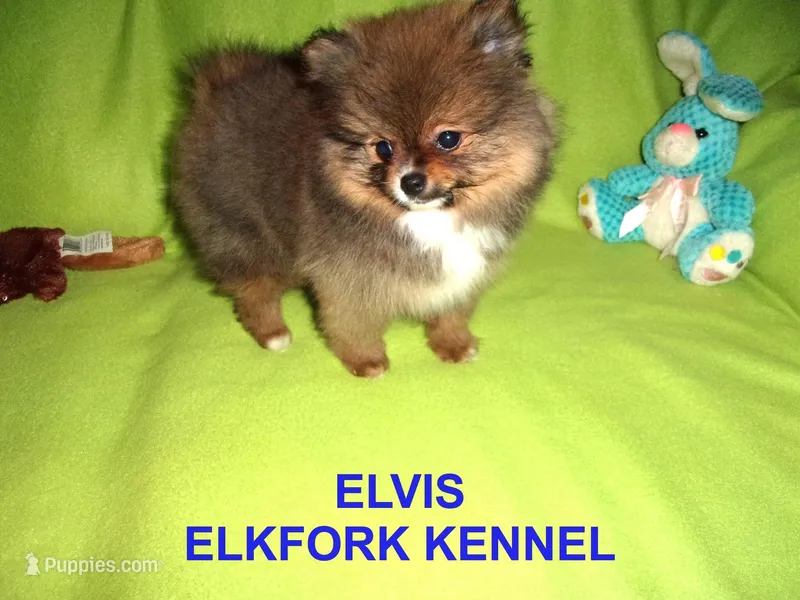 ELVIS – Pomeranian puppy for sale in Paris, MO