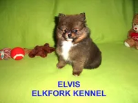 ELVIS, a male Pomeranian for sale in Paris, MO – Photo 8 of 10