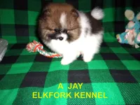 A  JAY, a male Pomeranian for sale in Paris, MO – 6 of 10
