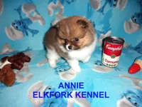 ANNIE, a female Pomeranian for sale in Paris, MO – 3 of 10