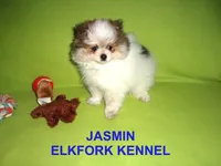 JASMIN, a female Pomeranian for sale in Paris, MO – 5 of 10