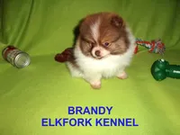 BRANDY, a female Pomeranian for sale in Paris, MO – Photo 7 of 10