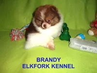 BRANDY, a female Pomeranian for sale in Paris, MO – Photo 3 of 10