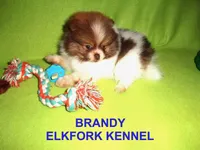 BRANDY, a female Pomeranian for sale in Paris, MO – Photo 4 of 10