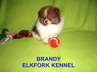 BRANDY, a female Pomeranian for sale in Paris, MO – Photo 6 of 10