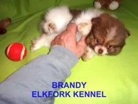BRANDY, a female Pomeranian for sale in Paris, MO – Photo 2 of 10