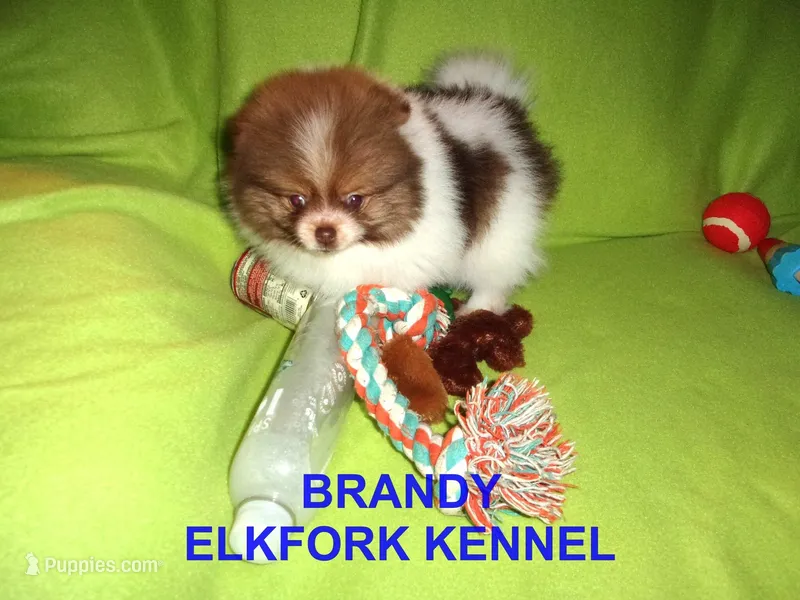 BRANDY – Pomeranian puppy for sale in Paris, MO