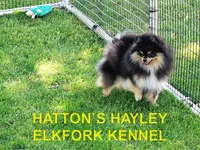 BRANDY, a female Pomeranian for sale in Paris, MO – Photo 9 of 10