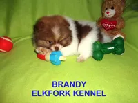 BRANDY, a female Pomeranian for sale in Paris, MO – Photo 5 of 10