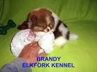 BRANDY, a female Pomeranian for sale in Paris, MO – Photo 8 of 10