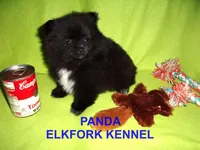 PANDA, a female Pomeranian for sale in Paris, MO – Photo 2 of 10