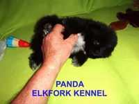 PANDA, a female Pomeranian for sale in Paris, MO – Photo 5 of 10
