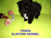 PANDA, a female Pomeranian for sale in Paris, MO – Photo 4 of 10