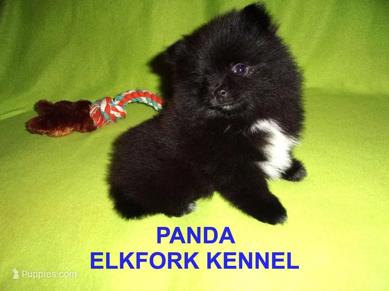 PANDA – Pomeranian puppy for sale in Paris, MO