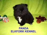 PANDA, a female Pomeranian for sale in Paris, MO – Photo 6 of 10