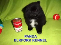 PANDA, a female Pomeranian for sale in Paris, MO – Photo 7 of 10