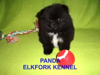 PANDA, a female Pomeranian for sale in Paris, MO – Photo 3 of 10
