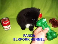 PANDA, a female Pomeranian for sale in Paris, MO – Photo 8 of 10