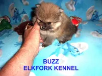 BUZZ, a male Pomeranian for sale in Paris, MO – 2 of 10
