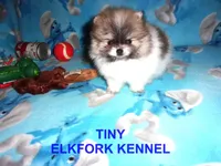 TINY, a male Pomeranian for sale in Paris, MO – 6 of 10