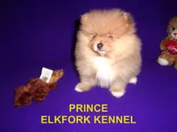 PRINCE, a male Pomeranian for sale in Paris, MO – 7 of 10