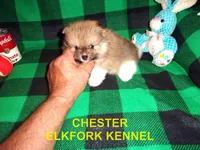 CHESTER, a male Pomeranian for sale in Paris, MO – 2 of 10
