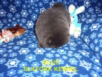 BLUE, a female Pomeranian for sale in Paris, MO – 8 of 10