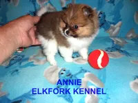 ANNIE, a female Pomeranian for sale in Paris, MO – 5 of 10