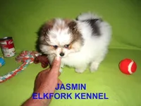 JASMIN, a female Pomeranian for sale in Paris, MO – 8 of 10