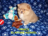 PRINCE, a male Pomeranian for sale in Paris, MO – 2 of 10