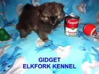 GIDGET, a male Pomeranian for sale in Paris, MO – 4 of 10