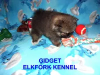 GIDGET, a male Pomeranian for sale in Paris, MO – 6 of 10