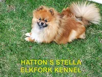 A  JAY, a male Pomeranian for sale in Paris, MO – 9 of 10