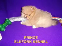 PRINCE, a male Pomeranian for sale in Paris, MO – 8 of 10