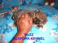 BUZZ, a male Pomeranian for sale in Paris, MO – 4 of 10