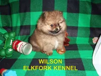 WILSON, a male Pomeranian for sale in Paris, MO – 7 of 10