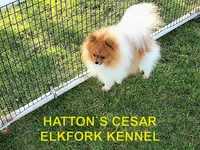 KIP, a male Pomeranian for sale in Paris, MO – 10 of 10