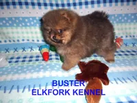 BUSTER, a male Pomeranian for sale in Paris, MO – Photo 2 of 10