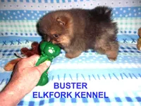 BUSTER, a male Pomeranian for sale in Paris, MO – Photo 6 of 10