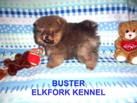 BUSTER, a male Pomeranian for sale in Paris, MO – Photo 5 of 10