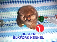 BUSTER, a male Pomeranian for sale in Paris, MO – Photo 3 of 10