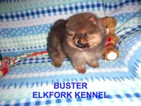 BUSTER, a male Pomeranian for sale in Paris, MO – Photo 4 of 10