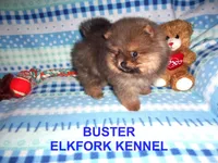BUSTER, a male Pomeranian for sale in Paris, MO – Photo 1 of 10