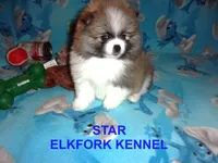 STAR, a female Pomeranian for sale in Paris, MO – 8 of 10