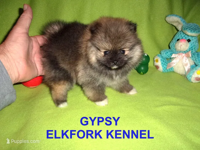 GYPSY – Pomeranian puppy for sale in Paris, MO
