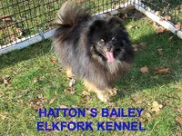 GYPSY, a female Pomeranian for sale in Paris, MO – Photo 10 of 10