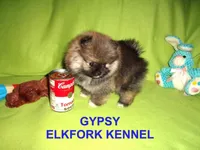 GYPSY, a female Pomeranian for sale in Paris, MO – Photo 3 of 10